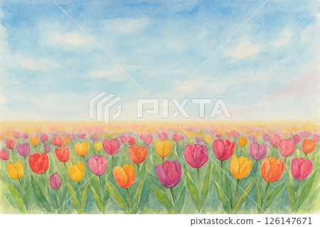 Tulip field 126147671