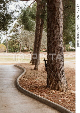 Squirrel Climbing a Tree in a Tranquil Park Setting Squirrel Climbing a Tree in a Tranquil Park Setting 126147716