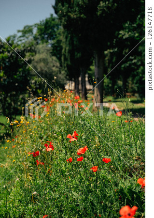 Wildflower Meadow in Bloom on a Sunny Day 126147718