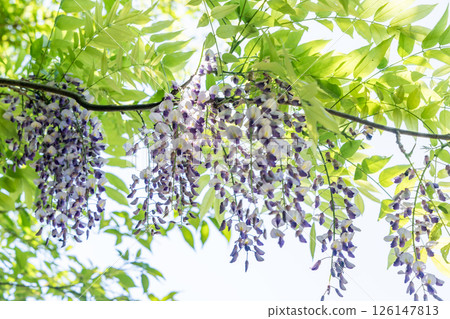 紫藤花 紫藤花 126147813