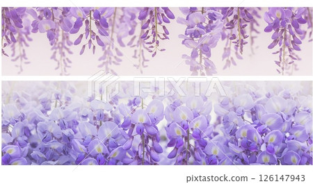 上圖為紫藤花下垂的景象，下圖為紫藤花簇擁的景象。 126147943