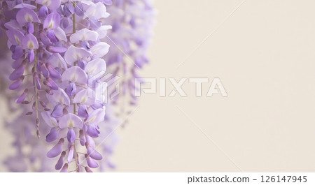 柔和的紫色紫藤花在淡奶油色的背景上顯得優雅。 126147945