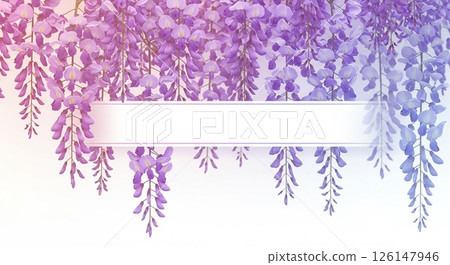 Gorgeous drooping wisteria flowers and a gentle purple gradation 126147946