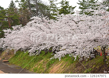 Hirosaki Park: Japan's best cherry blossoms Hirosaki Park: Japan's best cherry blossoms 126147971