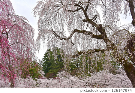 Hirosaki Park: Japan's best cherry blossoms Hirosaki Park: Japan's best cherry blossoms 126147974