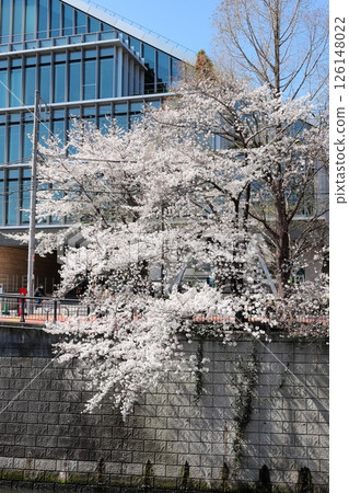 東京城市景觀：目黑河沿岸的櫻花，垂直位置 126148022