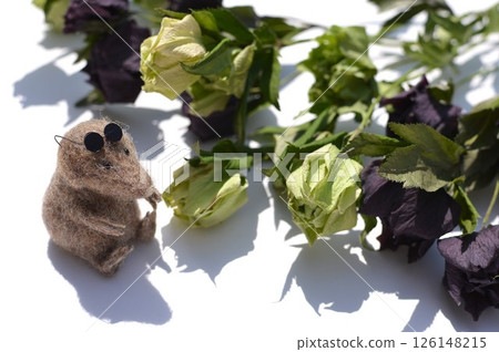 Dried Christmas rose flowers and felt mole Dried Christmas rose flowers and felt mole 126148215