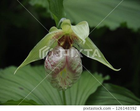 日本月桂花 126148392