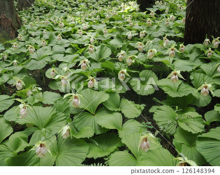 一簇日本桂冠 126148394