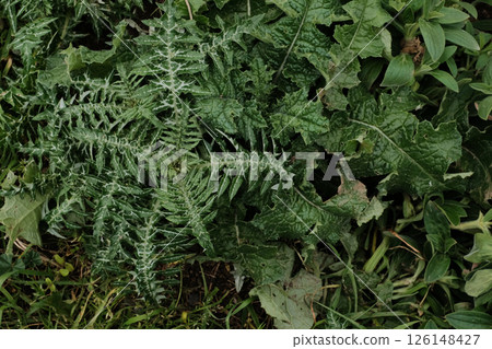 Close up of ground vegetation and wild flora in natural habitat at Cabo da Roca Sintra Portugal featuring yellow wildflowers spiky leaves and lush green foliage in detail. High quality photo 126148427