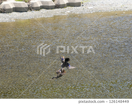 Ducks fighting in the air 126148449