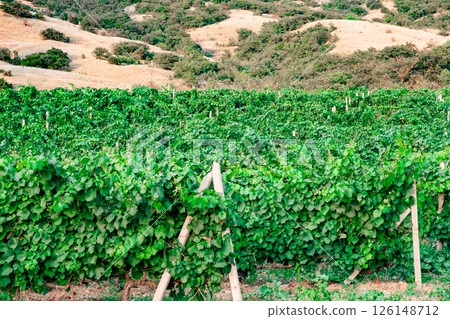 vineyards with green leaves on the mountainside 126148712