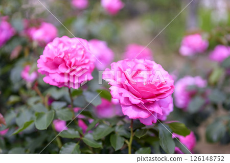 Pink roses, rose flowers, flowers, early summer, summer, material Pink roses, rose flowers, flowers, early summer, summer, material 126148752
