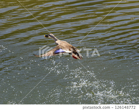Ducks flying out of the river Ducks flying out of the river 126148772