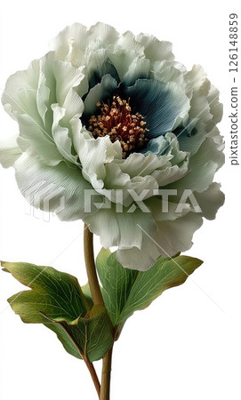 Light green and teal artificial peony blooming on white background 126148859
