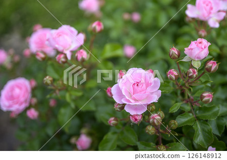 粉紅玫瑰,玫瑰花朵,鮮花,初夏,夏季,素材 粉紅玫瑰,玫瑰花朵,鮮花,初夏,夏季,素材 126148912