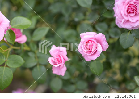 粉紅玫瑰，玫瑰花朵，鮮花，初夏，夏季，素材 126149061