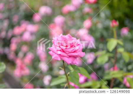 Pink roses, rose flowers, flowers, early summer, summer, material 126149098