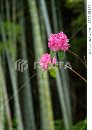 Pink rhododendron flowers blooming in a bamboo forest 126149123