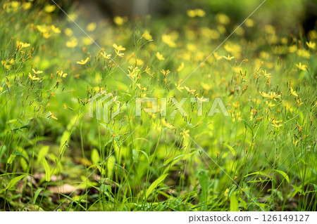 Nigana Nigana 126149127