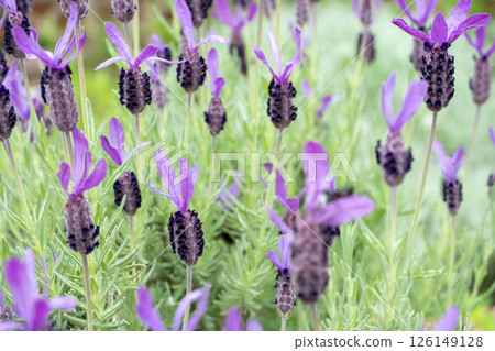  法國薰衣草 126149128