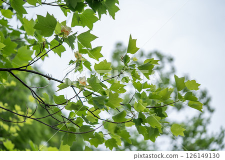 鬱金香樹 鬱金香樹 126149130