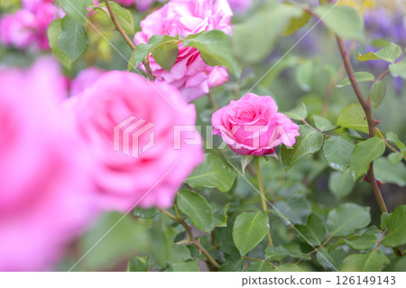 粉紅玫瑰,玫瑰花朵,鮮花,初夏,夏季,素材 粉紅玫瑰,玫瑰花朵,鮮花,初夏,夏季,素材 126149143