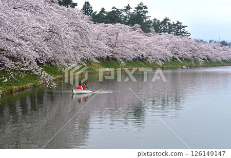弘前公園:日本最美的櫻花 弘前公園:日本最美的櫻花 126149147