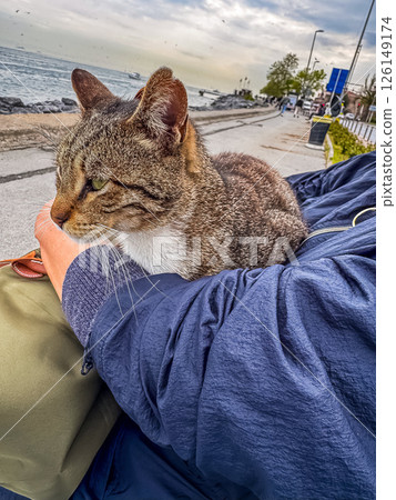 Tabby cat comfortably perched on arm near the water with a cloudy sky above. High quality photo 126149174