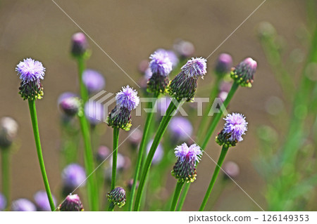 Fox thistle (fox) 126149353