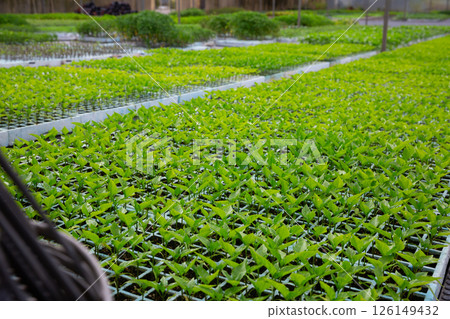 Sprouts of bell peppers in pots are grown in greenhouse 126149432