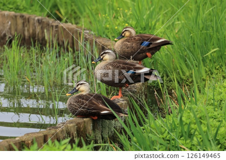 A flock of ducks on the bank of a pond 126149465