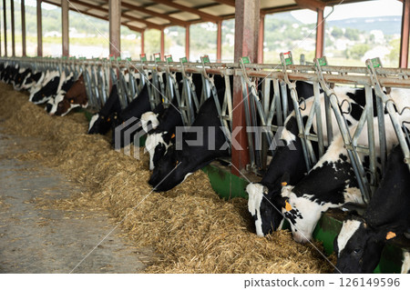 Cows pick up fresh hay with their lips, chew straw 126149596