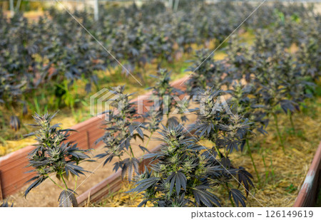 Cannabis scrubs on cultivation beds in greenhouse Cannabis scrubs on cultivation beds in greenhouse 126149619