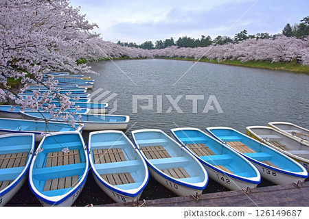 Hirosaki Park: Japan's best cherry blossoms 126149687