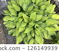 Hosta Gold Standard 126149939