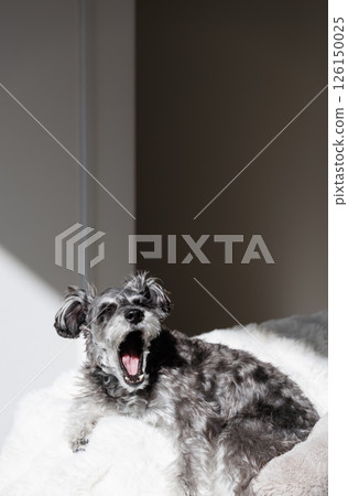 Miniature Schnauzer yawn Miniature Schnauzer yawn 126150025