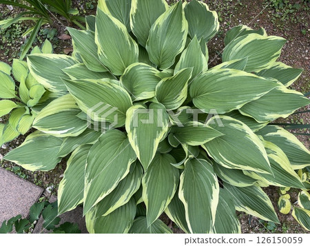 金邊玉簪 金邊玉簪 126150059