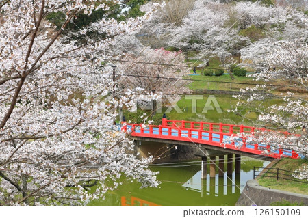 [Fukuoka Prefecture] Cherry blossoms in full bloom at Amagi Park (Maruyama Park) 126150109
