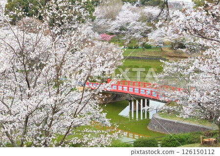 [Fukuoka Prefecture] Cherry blossoms in full bloom at Amagi Park (Maruyama Park) 126150112