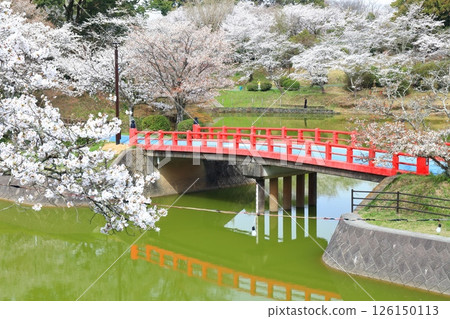 [Fukuoka Prefecture] Cherry blossoms in full bloom at Amagi Park (Maruyama Park) 126150113
