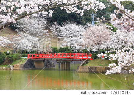 [Fukuoka Prefecture] Cherry blossoms in full bloom at Amagi Park (Maruyama Park) 126150114