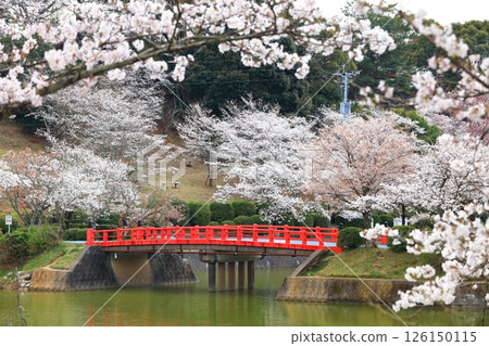 [福岡縣] 甘城公園（圓山公園）櫻花盛開 126150115