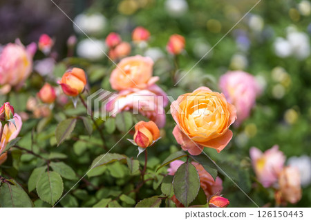 橙色玫瑰，玫瑰花，鮮花，初夏，夏季，材料 126150443