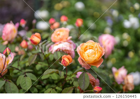 Orange roses, rose flowers, flowers, early summer, summer, material 126150445