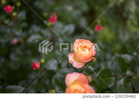 Orange roses, rose flowers, flowers, early summer, summer, material 126150460
