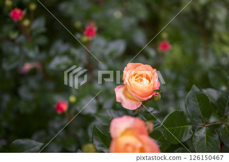 Orange roses, rose flowers, flowers, early summer, summer, material Orange roses, rose flowers, flowers, early summer, summer, material 126150467