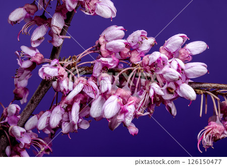 Abundant Pink Redbud Blooms Against a Vibrant Purple 126150477