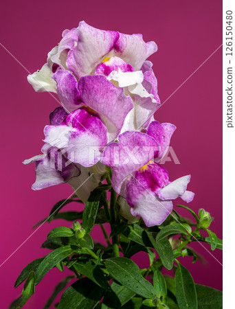 Elegant Pink and White Snapdragon Flowers on a Magenta Stem Elegant Pink and White Snapdragon Flowers on a Magenta Stem 126150480