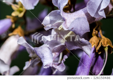 Elegant Light Purple Paulownia Flowers Blooming in Spring 126150486